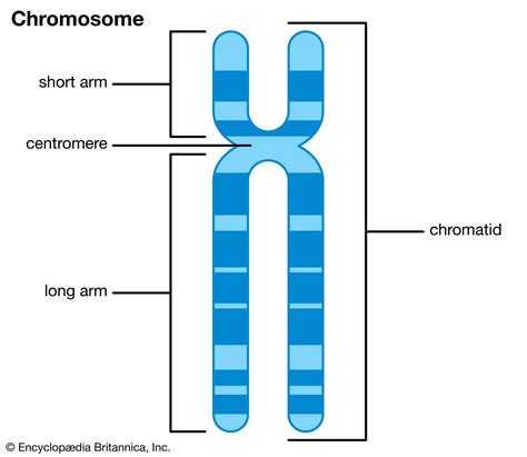 Chromatid | Description, Characteristics, & Cell Division | Britannica