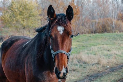 What Is Ringbone In Horses & What Can You Do About It?