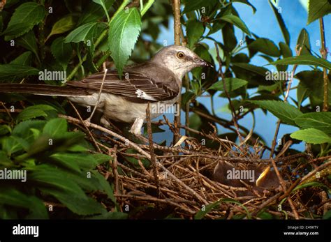 Mockingbird at nest with chicks Stock Photo - Alamy