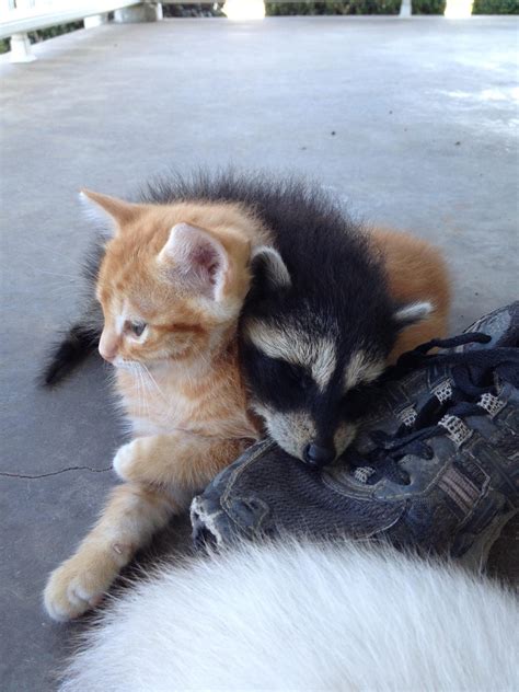 My friends cat is raising an abandoned raccoon with its kittens. : r/pics