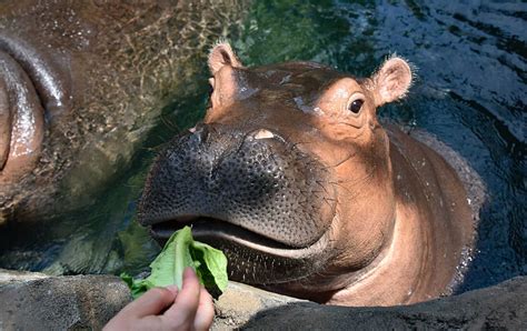 Who Feeds Fiona? Cincinnati Zookeepers Make Sure There Are No Hungry ...