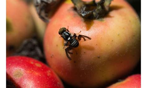 The apple maggot fly—how an altered sense of smell could drive the ...