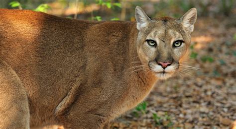 Environnementaliste Monarque Similarité puma animal usa autorité ...