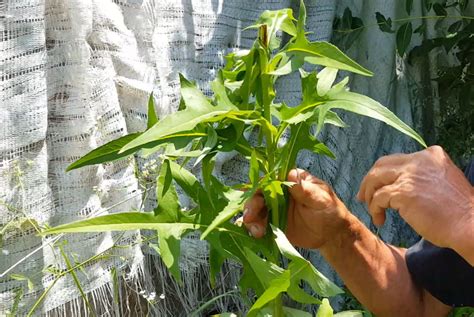 The "Pain Relieving Plant" That Grows in Most Backyards