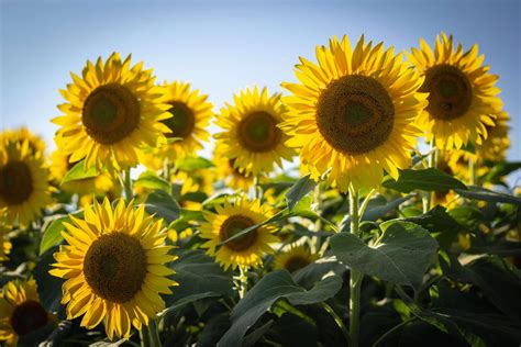 How to Protect Sunflowers from Birds | Avian Control