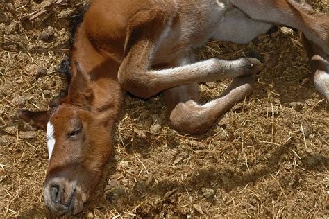 Dysmature Foal in Horses - Symptoms, Causes, Diagnosis, Treatment ...