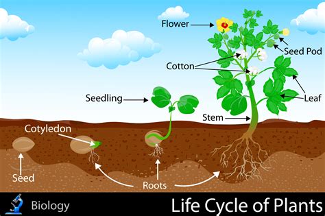 Plant Life Cycle Diagram : Botany Readings : Plants and animals have ...