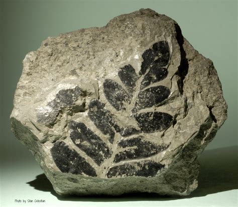 Shale with Fern Fossil in 2023 | Paleontology, Shale, Fish fossil