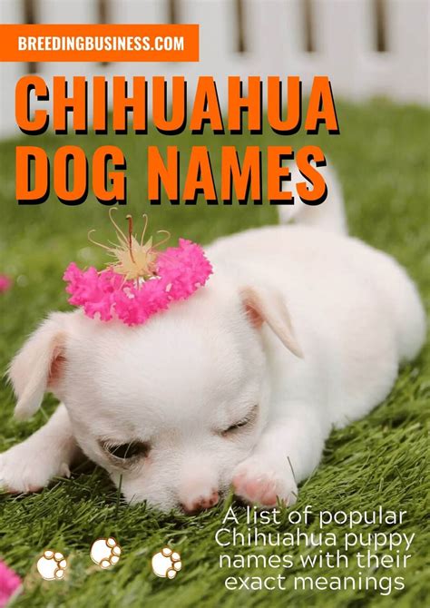 120+ Chihuahua Dog Names: Ideal Chihuahua Puppy Name Ideas!