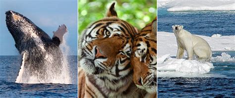 Can wildlife tourism help conserve our endangered species ...