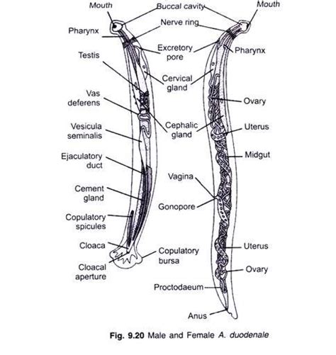 Hookworm Diagram | Structure of a Long Bone