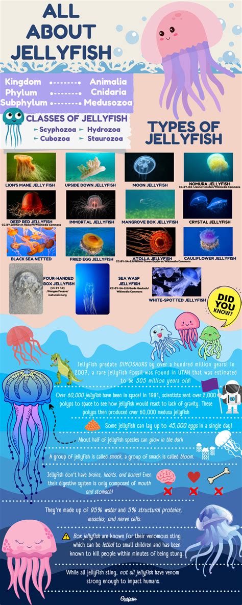 15 Different Types of Jellyfish You Need to Know: Chart and Pictures ...