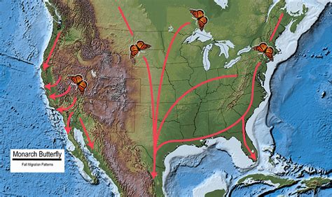 Monarch Butterfly Migration and Overwintering