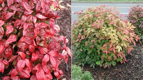 Dwarf Nandina Firepower Home Garden US Shipping | Etsy