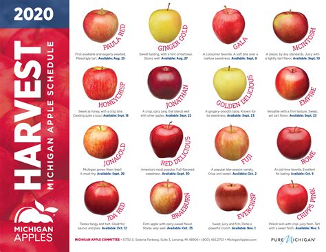 Apple Fruit Varieties - Twin Fruit