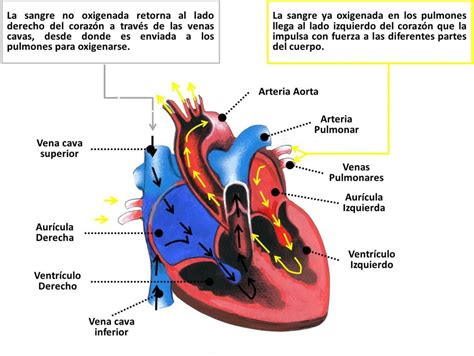 FISIOLOGÍA NORMAL DEL CORAZÓN