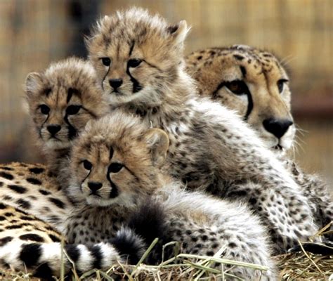 Cheetah cubs make their debut