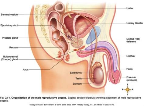 Male Reproductive System Unlabeled Diagram