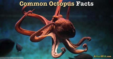 Common Octopus Facts For Kids & Students: Pictures, Information & Video ...