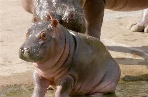 Zoo Babies: Meet this happy baby hippo from the Dallas Zoo