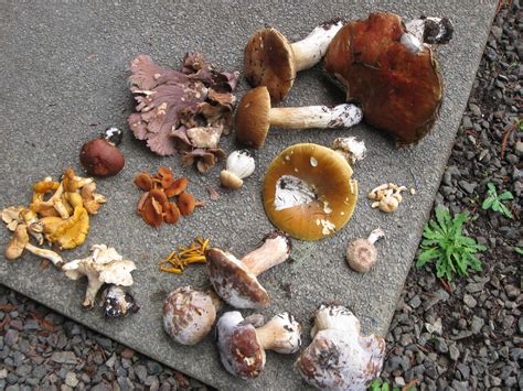 edible wild mushrooms – Mendonoma Sightings