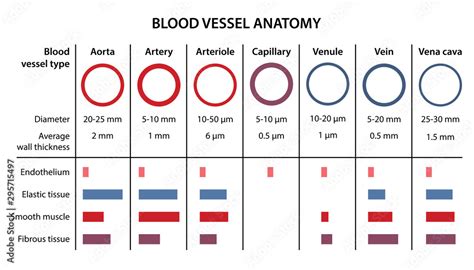 The human circulatory system. Anatomy of blood vessels. Diagram of the ...