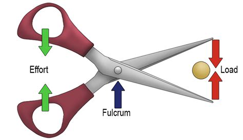 Three Types of Lever Systems: First Class Lever - Mammoth Memory ...