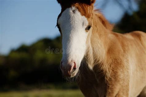 Bald Face Foal Horse Portrait Stock Image - Image of concept, looking ...