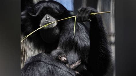 New baby siamang born at Lee Richardson Zoo - KAKE