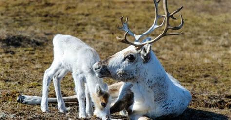 Unveiling the Mystery: Why Both Male and Female Reindeer Grow Antlers ...