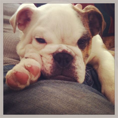 Sleepy English bulldog puppy names Sammie | Bulldog puppies, Sleeping ...