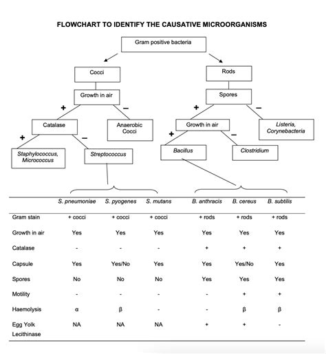 FLOWCHART TO IDENTIFY THE CAUSATIVE MICROORGANISMS | Chegg.com