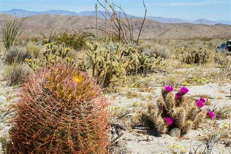 Beautiful Desert Plants With Names