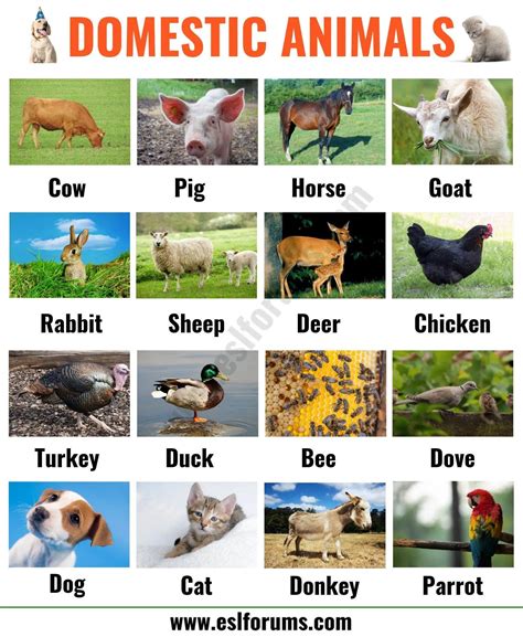 List of Animals: A Big Lesson of Animal Names with the Pictures! - ESL ...