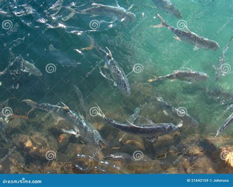 Fish Feeding Frenzy stock image. Image of ocean, submarine - 21642159