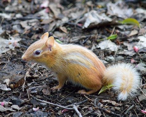 White striped chipmunk.. - Hunting Related Pictures - Hunting New York ...