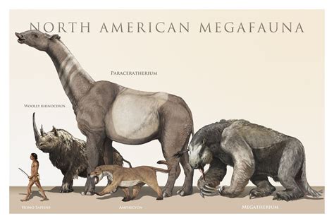 About 12,000 years ago, a lot of the megafauna - or giant animals - of ...