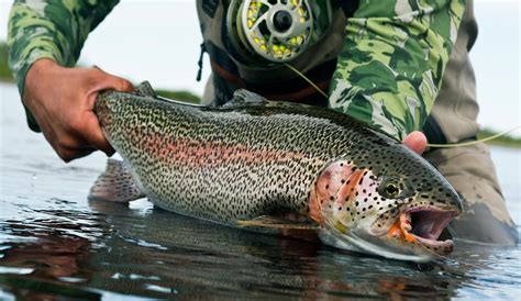 Flies That Catch Big Trout, The Truth Might Surprise You - Fly Fishing ...