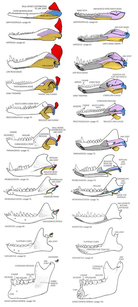 The Evolution of the Jaw and Ear bones