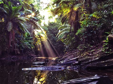 Is The Amazon Rainforest In Ecuador | RAINFOREST ANIMAL