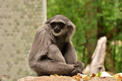 Download Primate Zoo Monkey Animal Gibbon HD Wallpaper by Alexas_Fotos