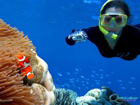 Snorkelling on the Great Barrier Reef - Port Douglas | Quicksilver Cruises