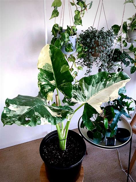 Variegated Alocasia (Macrorrhiza Variegata) - The Elephant Ear Plant Eve...