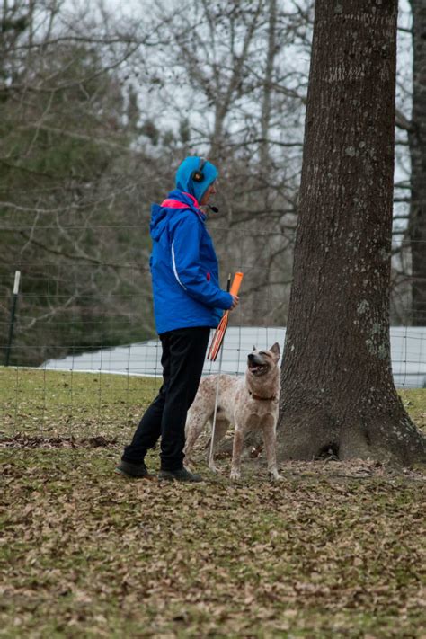 Training – Outline Australian Cattle Dogs Farm and Stockdog Training