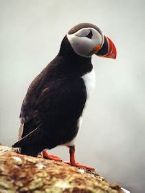 Penguin Blog: Many People Ask: PENGUINS vs. PUFFINS!