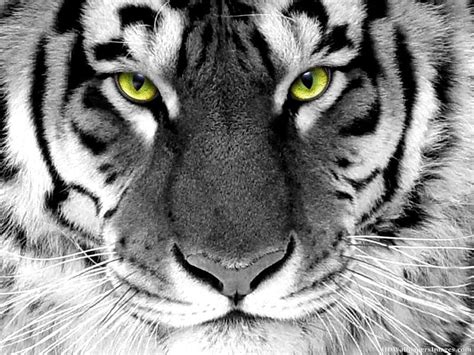 🔥 Download White Tiger Face Wallpaper Amazing by @victoriasmith | Tiger ...