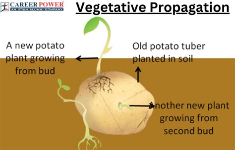 What Are The Stem Propagation Methods Write A Table With Examples at ...