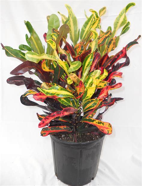 Croton Plant - Database Plants