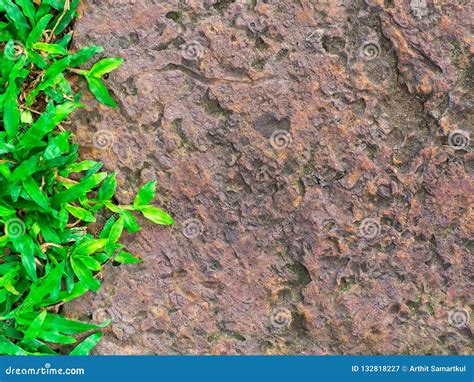 Brown Stone Walk Way with Green Grass Texture. Stock Image - Image of ...