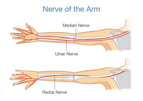 Nerves of forearm and hand, Nerve injuries types and causes | Science ...